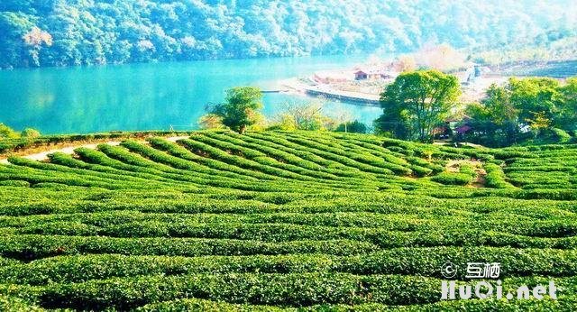 走进紫阳富硒茶观光园，赏茶艺、品仙毫、听民歌，与大自然融为一体，如入仙境
