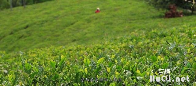 走进紫阳富硒茶观光园，赏茶艺、品仙毫、听民歌，与大自然融为一体，如入仙境