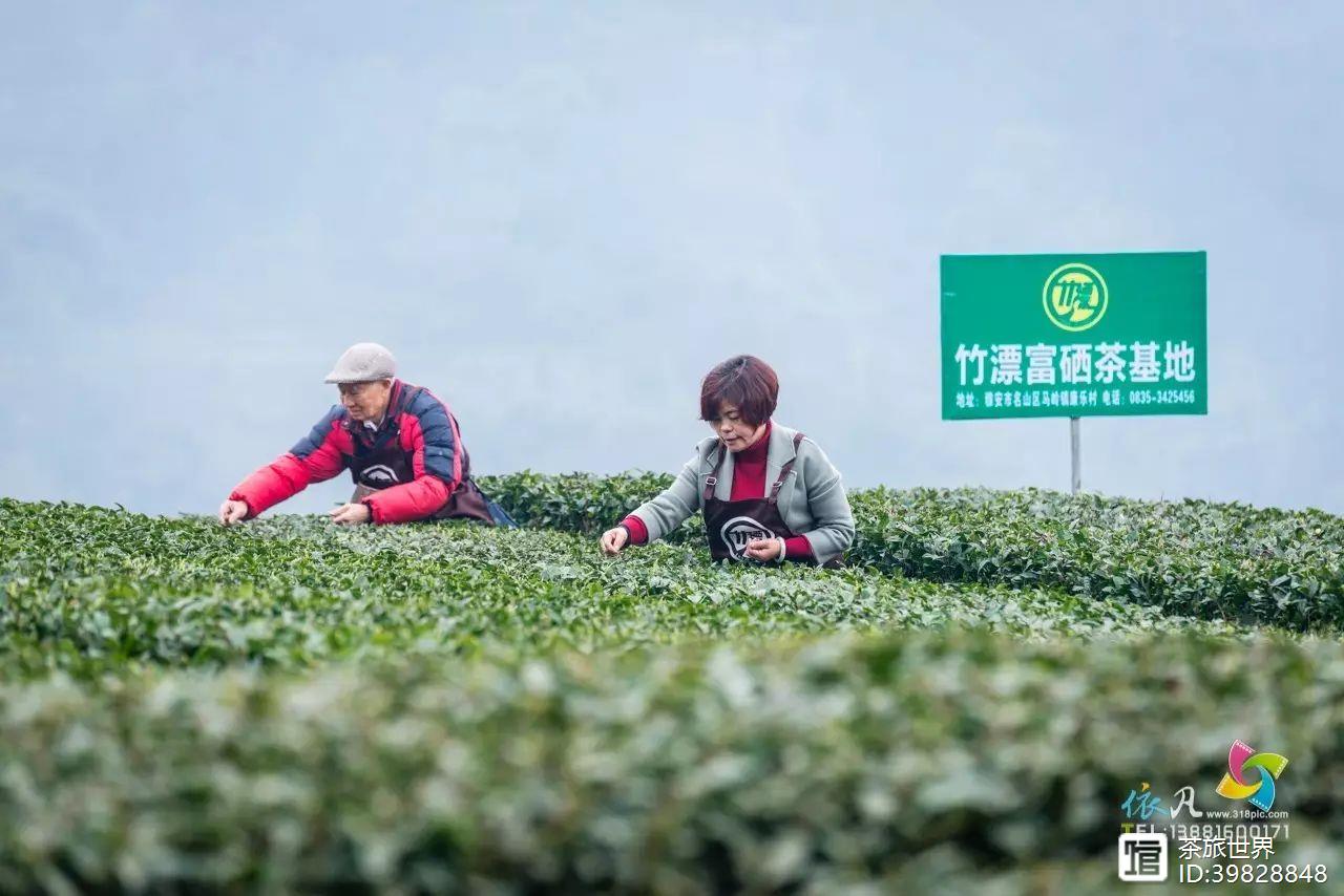 富硒茶真的吗