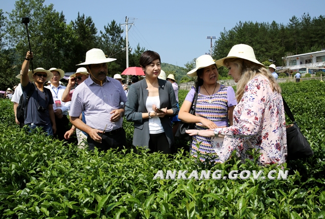 紫阳富硒茶信