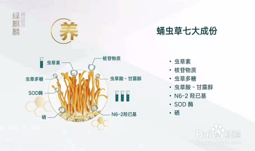 富硒蛹虫草茶