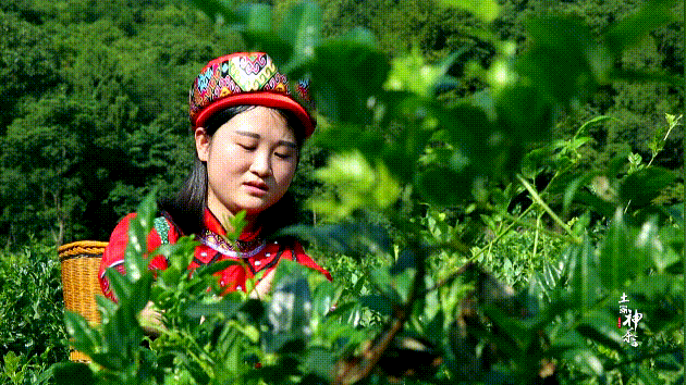 永顺富硒莓茶
