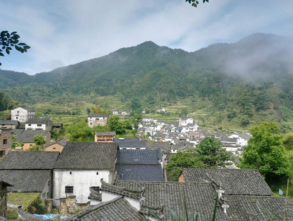 绩溪产富硒茶