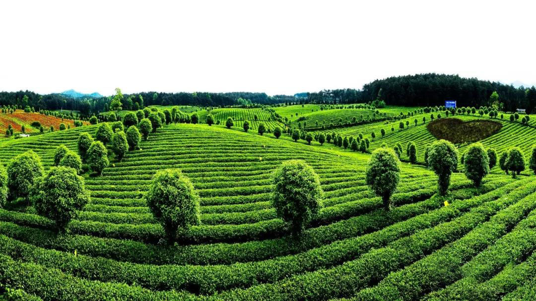 仁怀富锌硒茶
