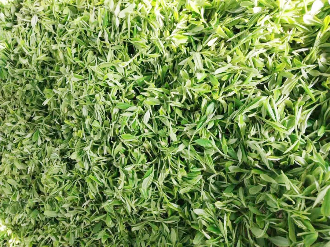 春意浓富硒茶