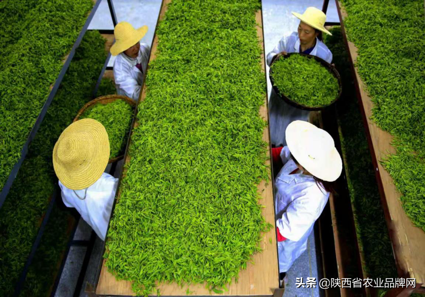 富硒茶伤胃吗