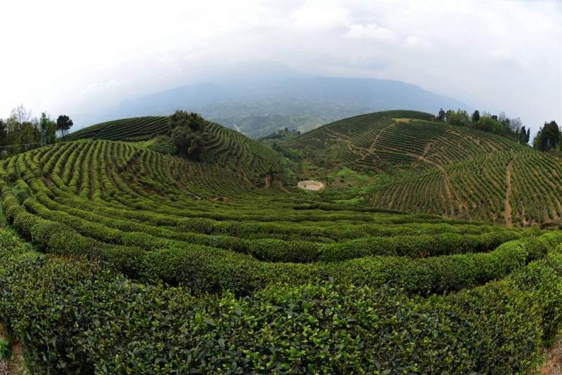 猫山富硒茶采