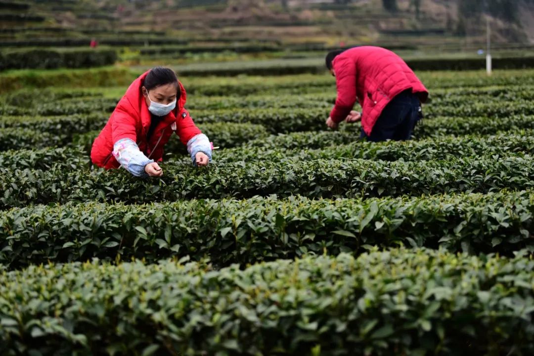 宣恩县富硒茶