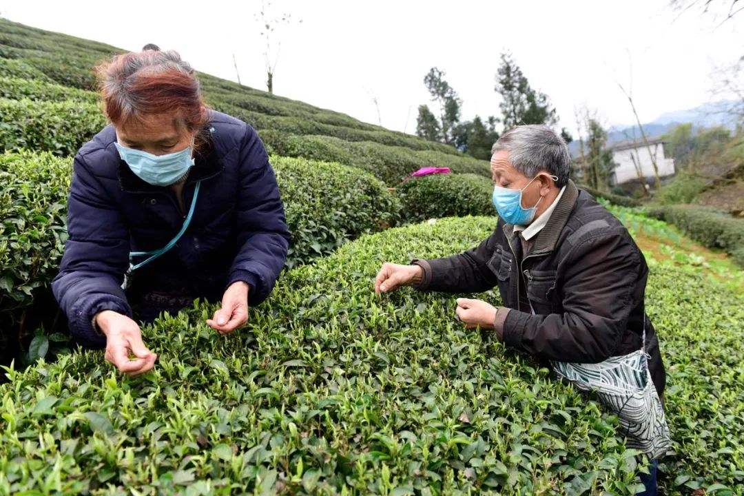 宣恩县富硒茶