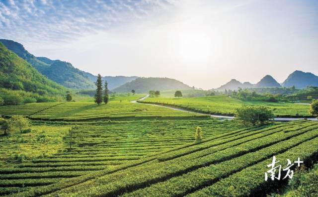 龙场春富硒茶