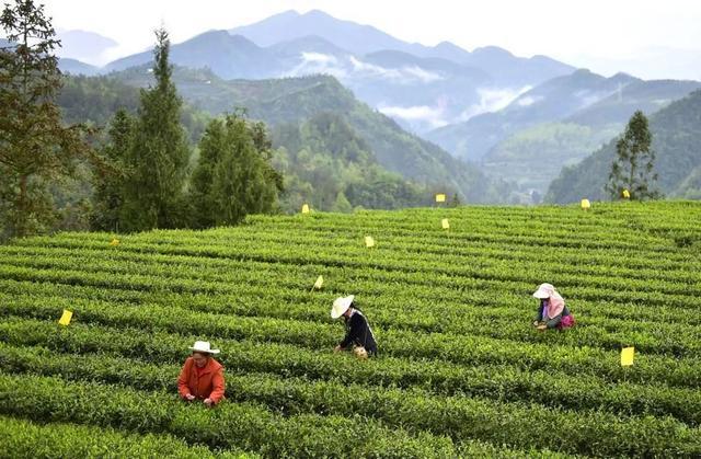 龙场春富硒茶