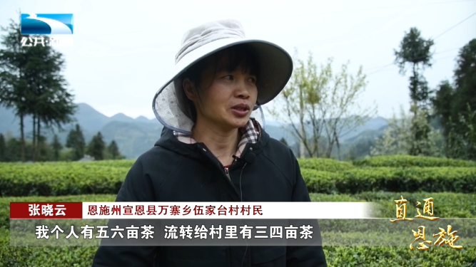 宣恩县富硒茶