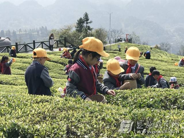 富硒茶伍家台