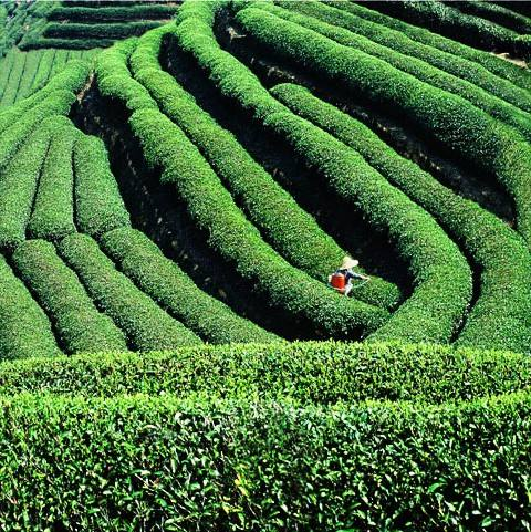 富硒金杞藤茶