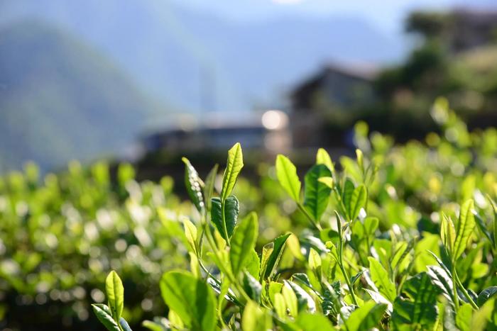 南宫市富硒茶