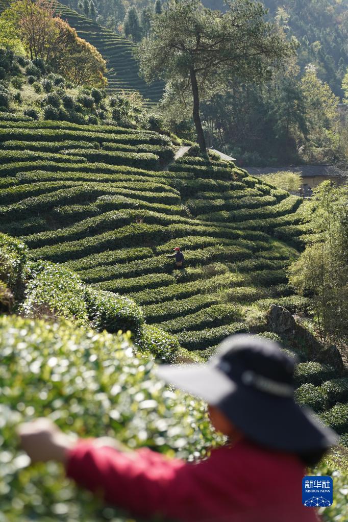 兴业县富硒茶
