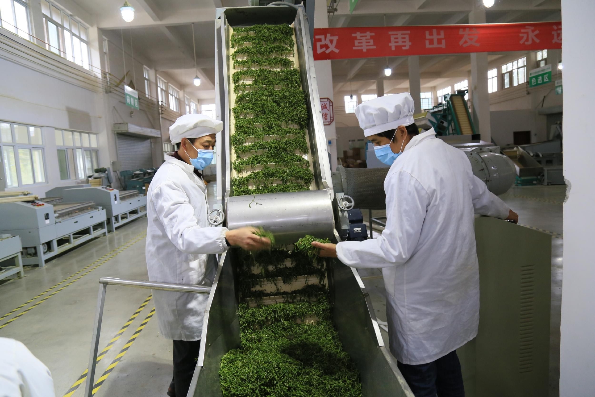 茶叶加工 饶云 摄