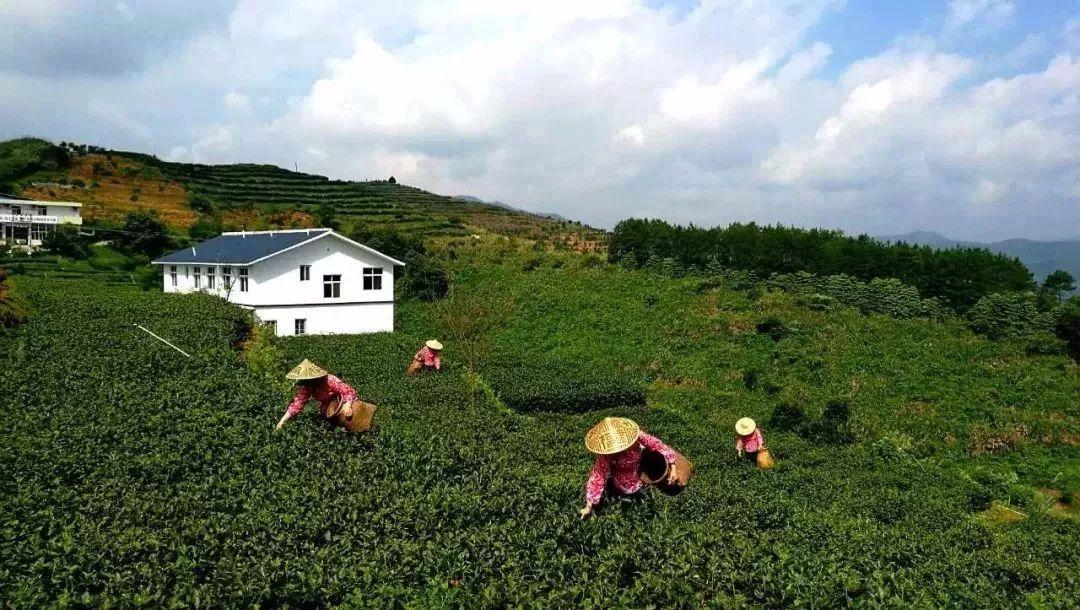 武夷山富硒茶
