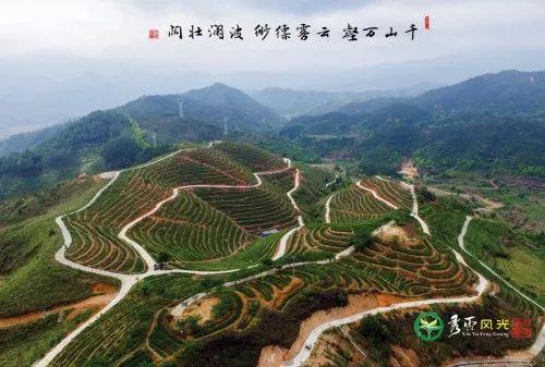 武夷山富硒茶