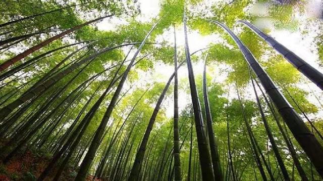 北九华富硒茶