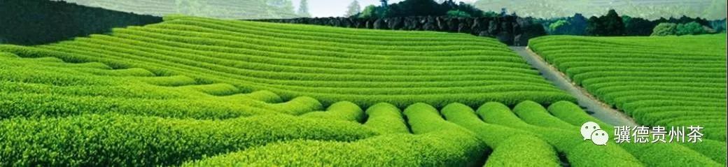 凤冈县富硒茶