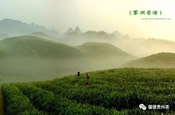 凤冈县富硒茶