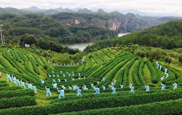 一品仙富硒茶