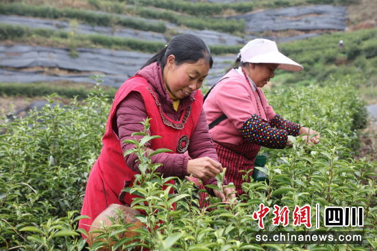 万源市30万亩明前茶开采。