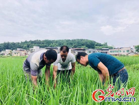 仪征富硒大米