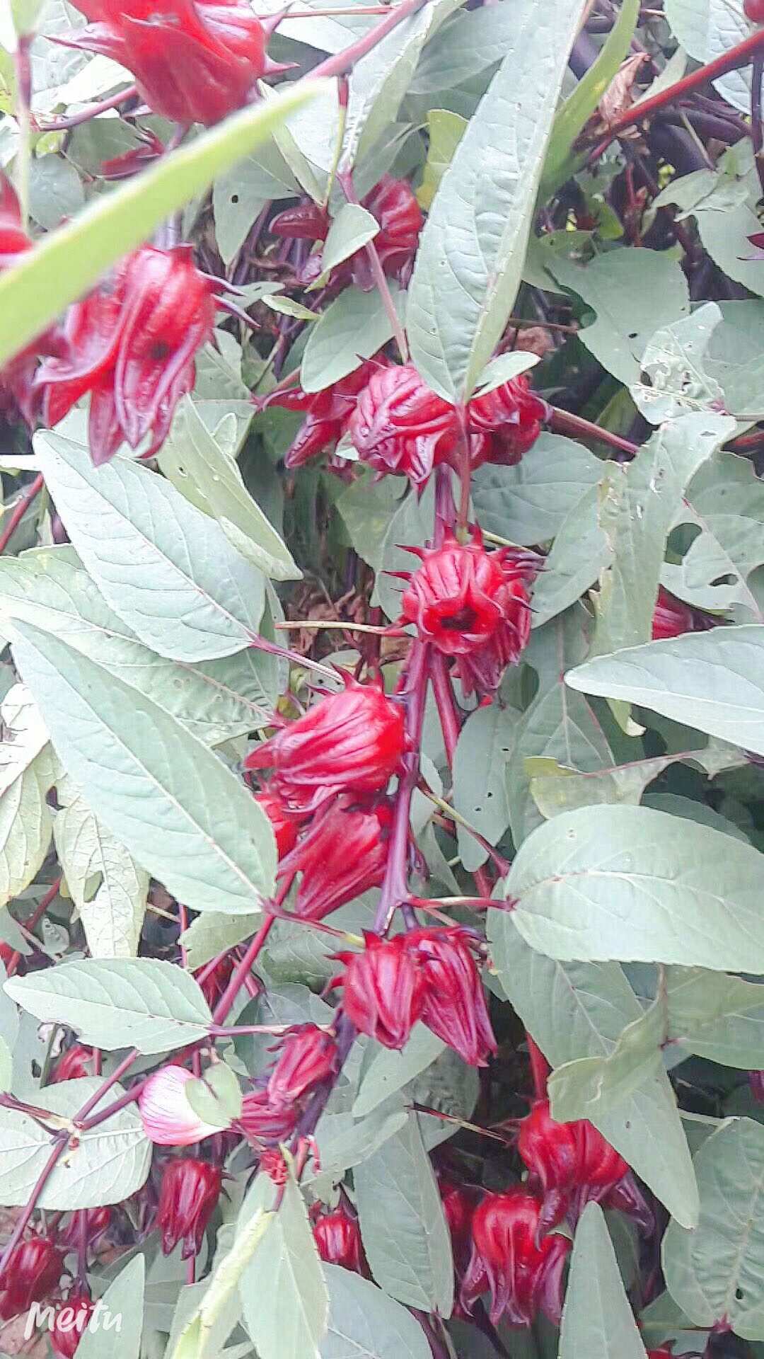 富硒大米功用