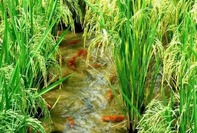 芜湖富硒大米