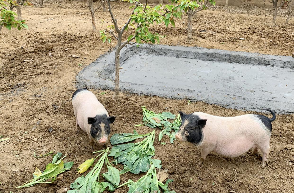 郑州富硒大米(富硒大米基地)-硒宝网