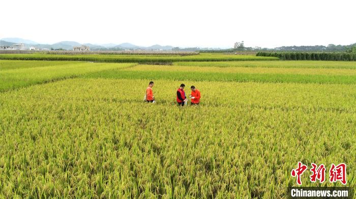 广西地质调查院技术员在野外开展调查?！∶筛Ｔ?摄