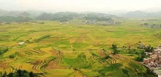河池富硒大米