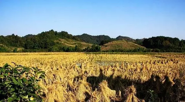 伊犁富硒大米
