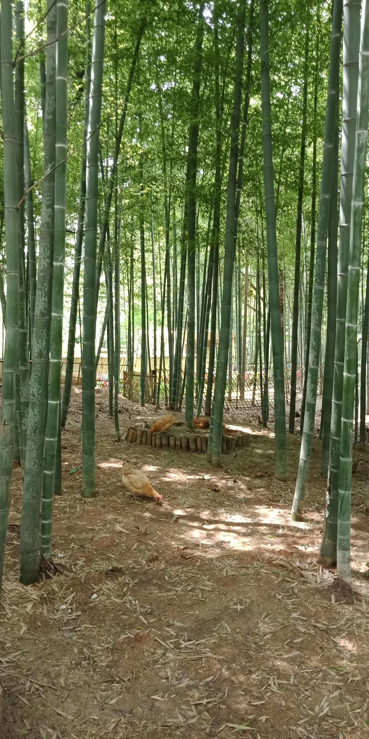 山村富硒大米