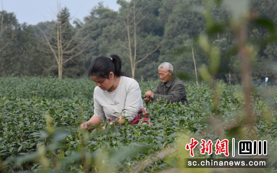 正在采茶。刘波 摄