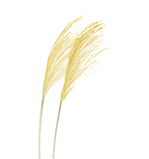 花生富硒大米