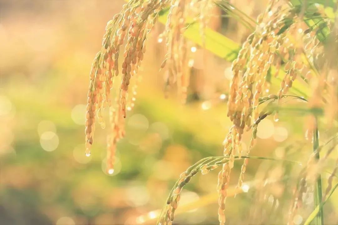 花生富硒大米