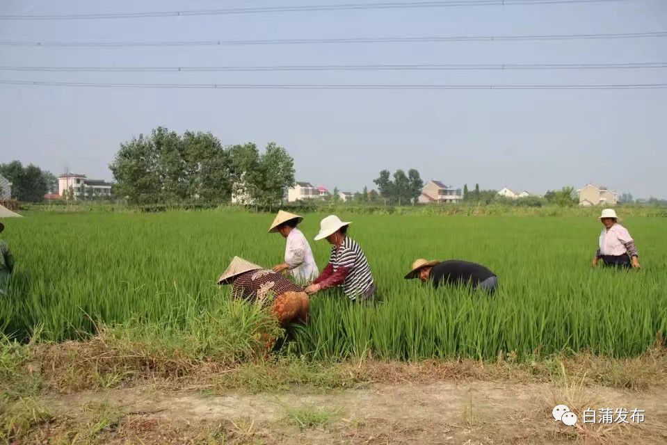 富硒大米挑?。闹指晃竺缀茫?硒宝网