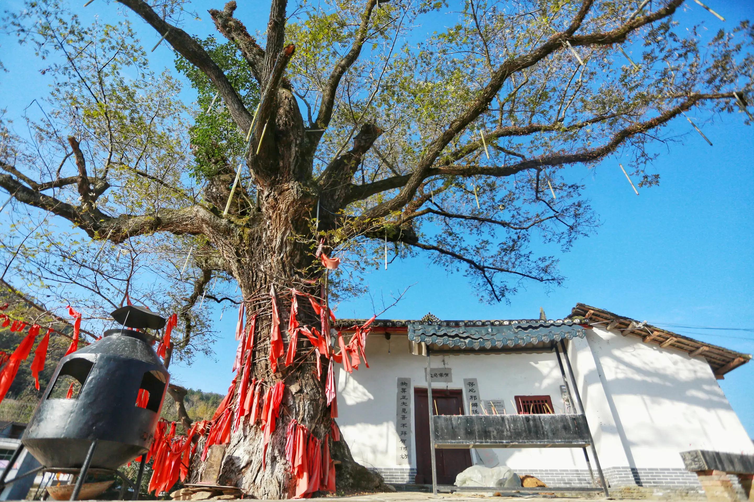陕南富硒大米