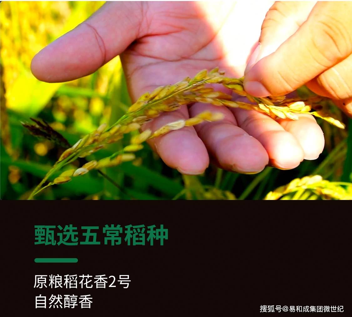 厦门富硒大米