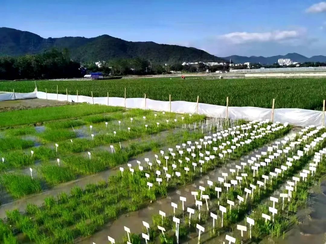 生平富硒大米