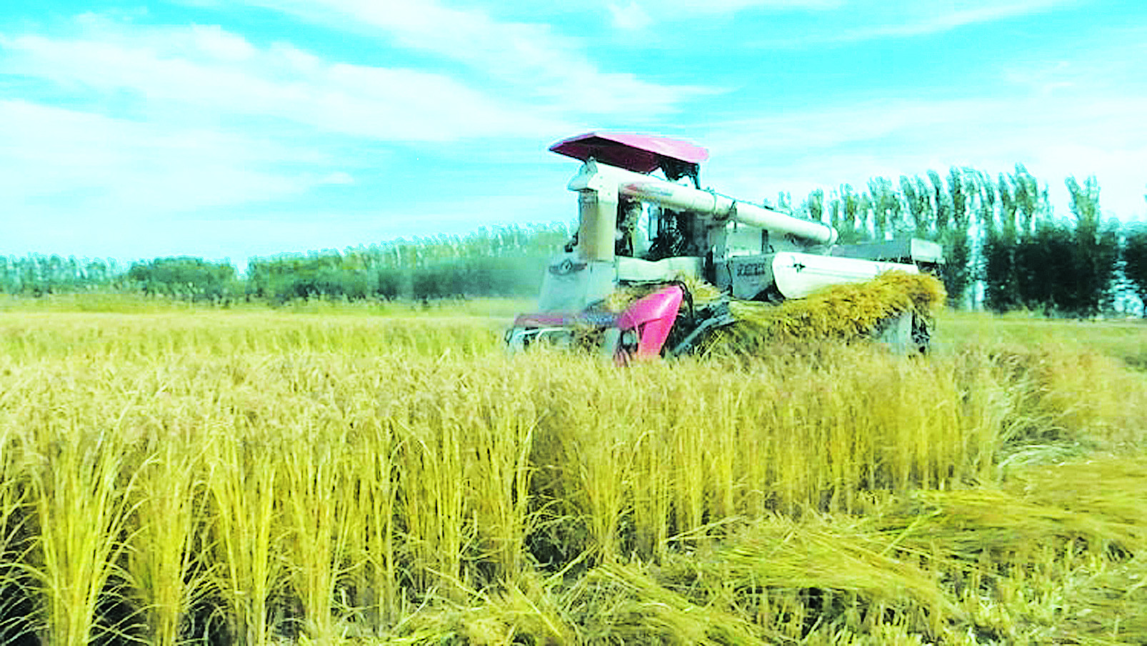 岳阳富硒大米(富硒大米产地有哪些)-硒宝网