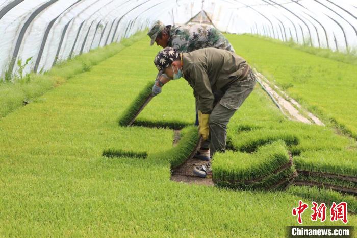 方正大米富硒（方正富硒米多少钱一斤）-硒宝网