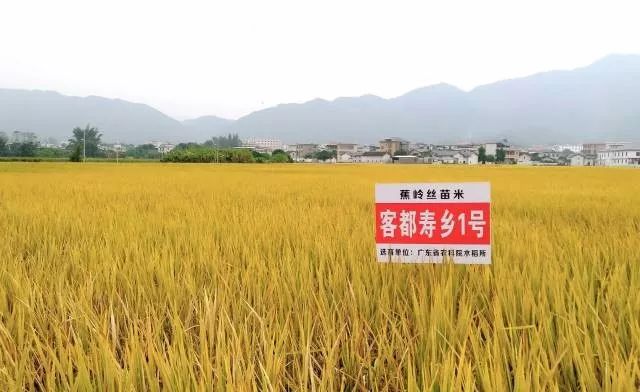 虔农富硒大米