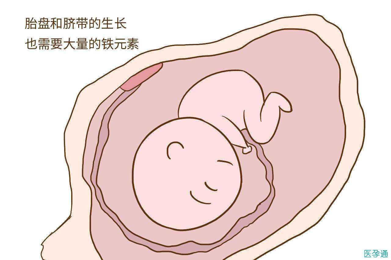 孕妇什么时候开始补铁