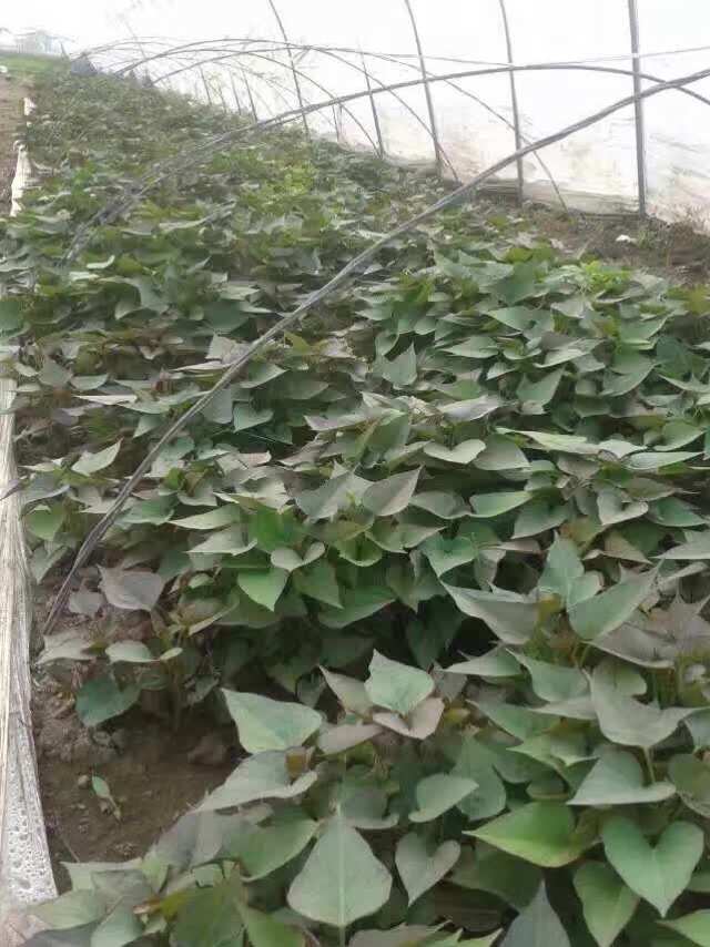 富硒地瓜牙子(地瓜子的营养功效与作用)-硒宝网