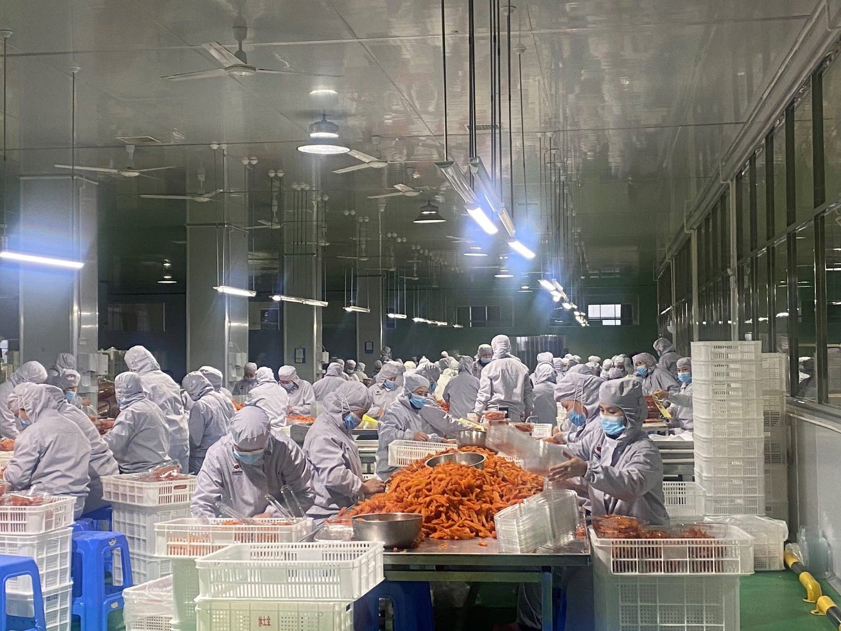 (图为连城县地瓜干龙头企业福农食品有限公司车间里的工人们加班加点加工地瓜干，一派热火朝天的景象。)