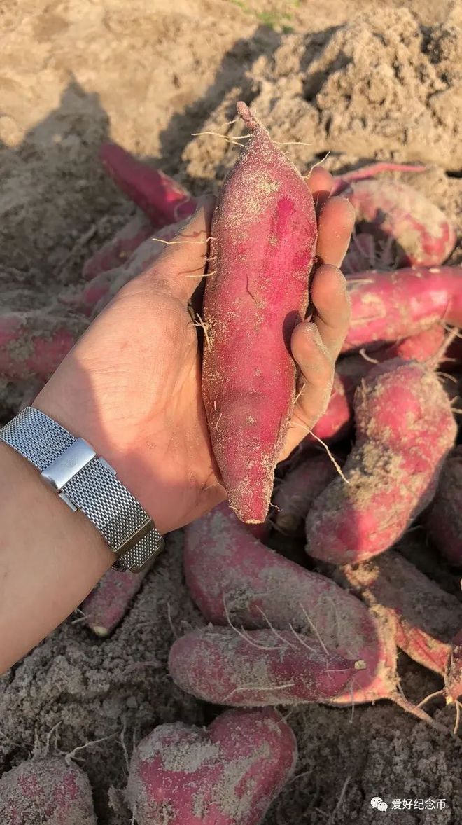 河南富硒地瓜(河南地瓜富硒含量多少)-硒宝网